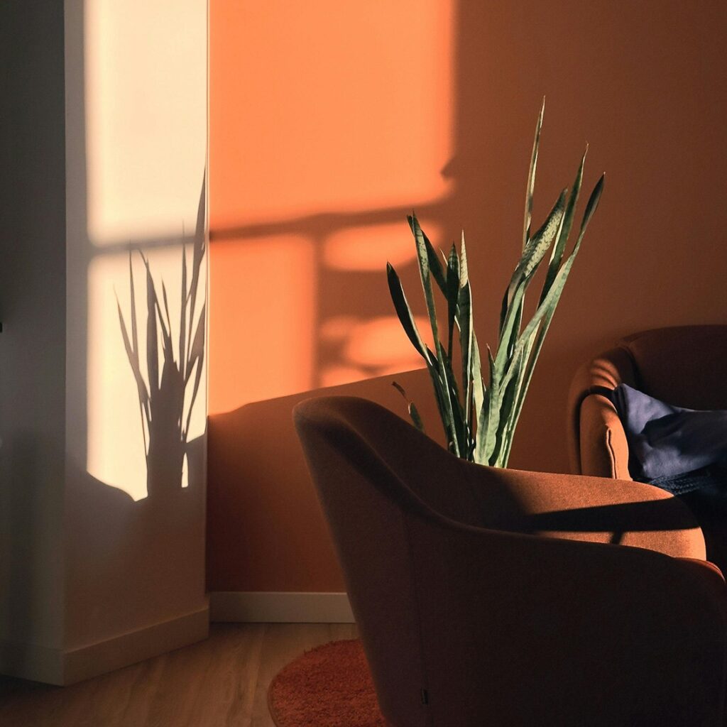 terracotta accent wall in living room with furniture and a snake plant.